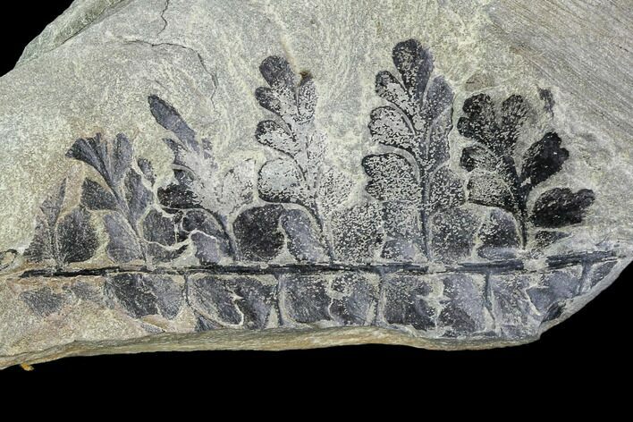 Pennsylvanian Fossil Fern (Sphenopteris) Plate - Kentucky #112929